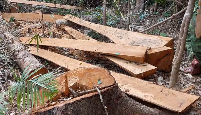 Phát hiện 52 cây gỗ bị cưa hạ trái phép thuộc rừng phòng hộ -0