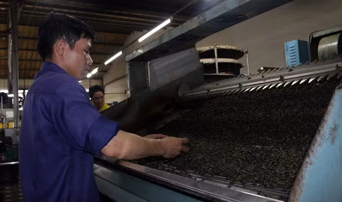 Cảnh báo tình trạng dùng hóa chất nhuộm chè xuất khẩu -0