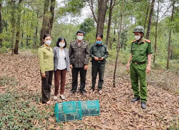Bầy chim trời trong bất hạnh phóng sinh -0