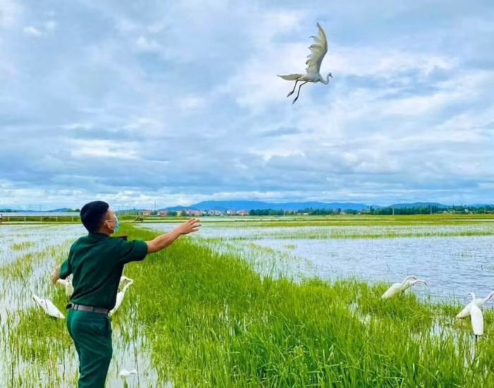 Bầy chim trời trong bất hạnh phóng sinh -0