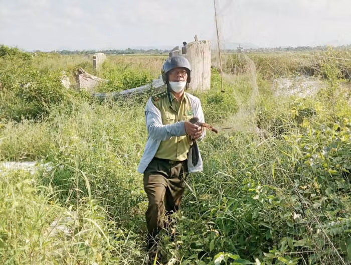 Bầy chim trời trong bất hạnh phóng sinh -0