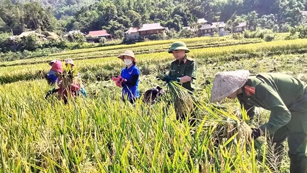Đẫm mồ hôi cùng bà con gặt lúa giữa ngày nắng lửa