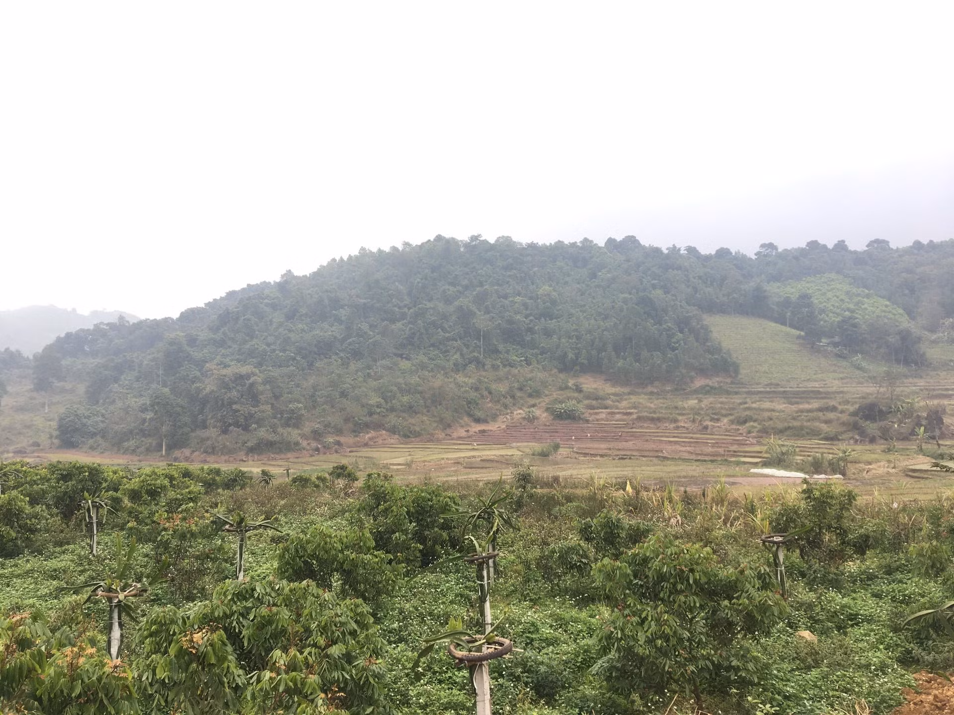 Ngậm trái đắng vì ôm đất nông nghiệp -0