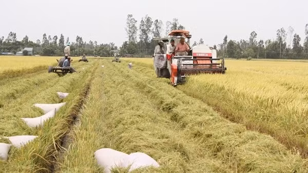 Bộn bề chuyện “khát” giống lúa và… lúa giống