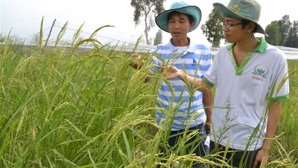 Bài cuối: Làm gì để hương lúa Việt bay xa? ảnh 3