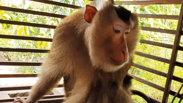 Bắn thuốc mê hạ khỉ đuôi lợn chuyên tấn công người