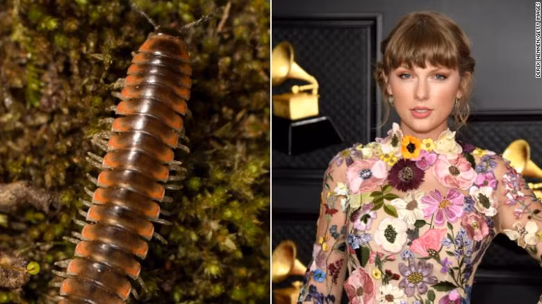 an entomologist named a new species of millipede nannaria swiftae after pop star taylor swift.jpg -0