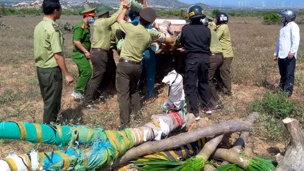 Làm rõ vụ đốn hạ trái phép rừng trồng phòng hộ JBIC ở Thừa Thiên - Huế ảnh 7