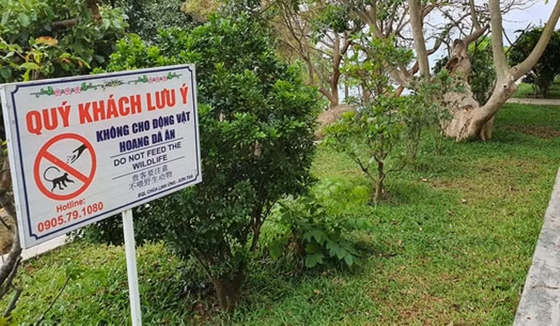 Trăn gấm dài gần 5m xuất hiện tấn công động vật hoang dã tại khu bảo tồn Sơn Trà (Đà Nẵng) -0
