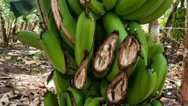 Có đề án bảo tồn, voi rừng vẫn đe dọa cuộc sống người dân