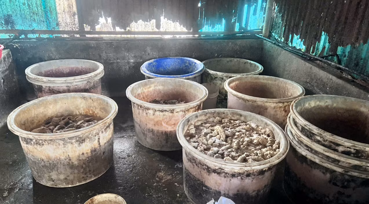 Hải Phòng xử phạt doanh nghiệp trữ hàng chục tấn nội tạng lợn không rõ nguồn gốc -0