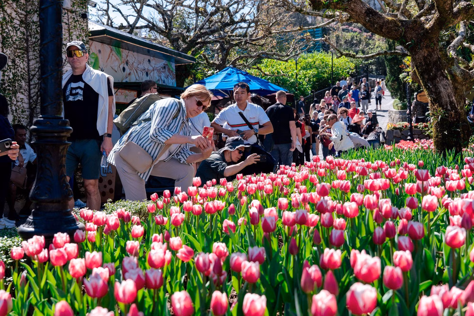 Hàng nghìn du khách đón Tết Bính Ngọ cùng hơn triệu bông tulip tại Sun World Ba Na Hills -0