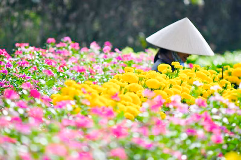 Làng hoa Vạn Thành, ngày ấy - bây giờ -0