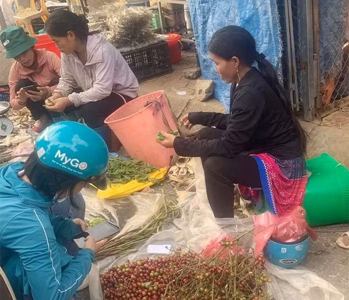 Mùa săn nho rừng chín -0