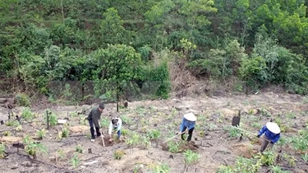 Kiểm toán Nhà nước chỉ ra nhiều bất cập trong quản lý, sử dụng Quỹ bảo vệ và phát triển rừng