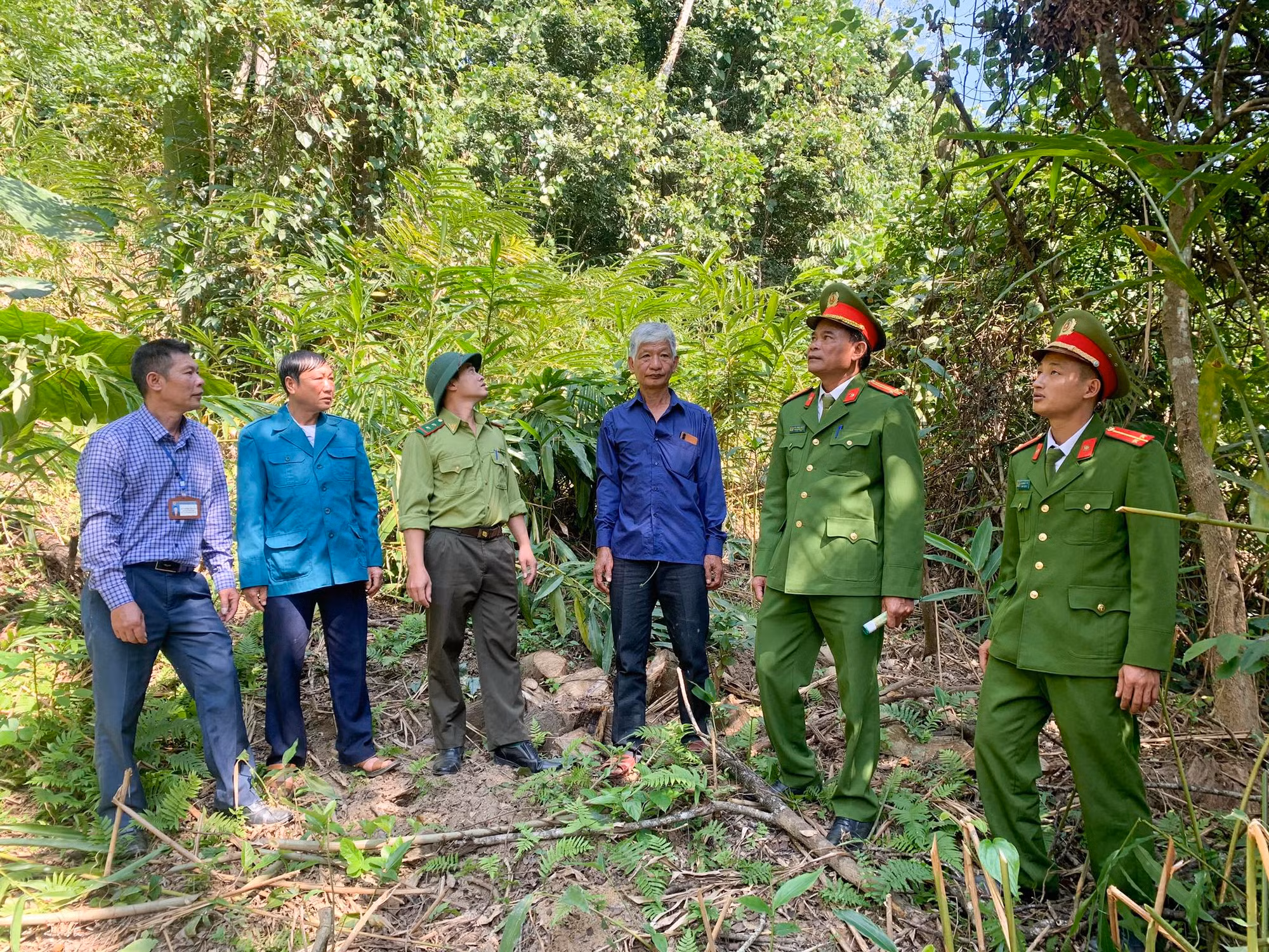 Cây Sa Mu giữa đại ngàn -0