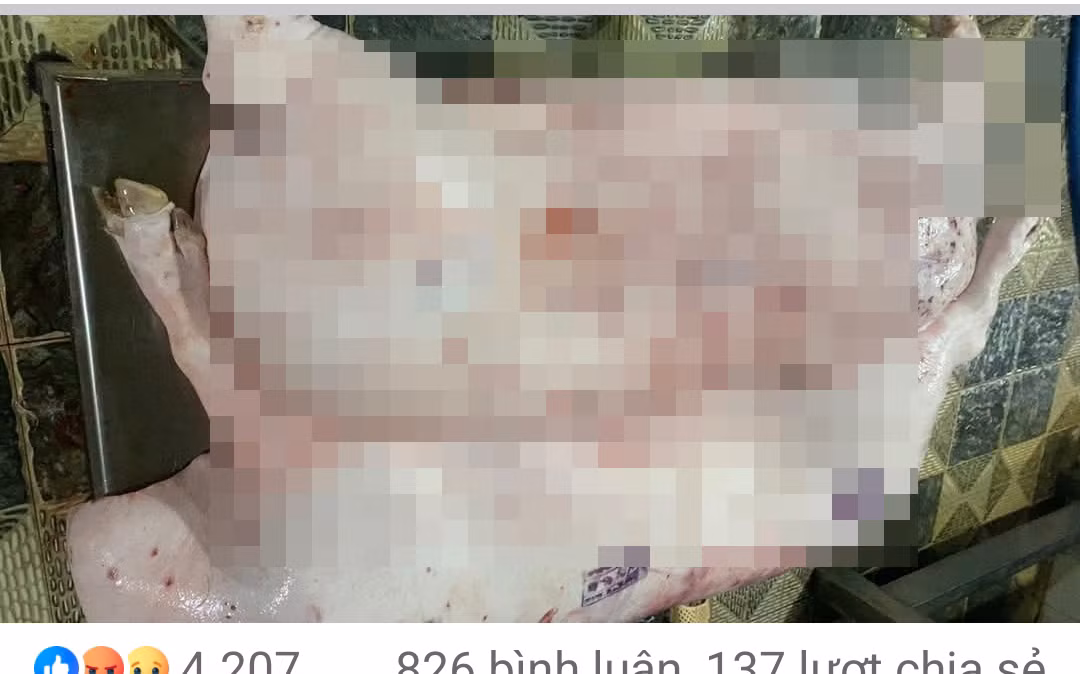 Chủ tịch tỉnh Sóc Trăng chỉ đạo kiểm tra vụ bán thịt heo “bẩn” -0