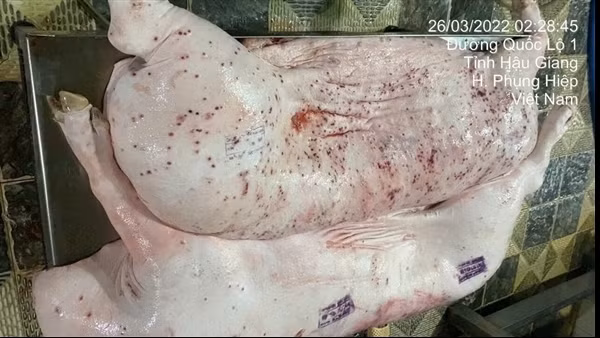 Sóc Trăng đề nghị Hậu Giang phối hợp xác minh vụ thịt heo nghi không sạch