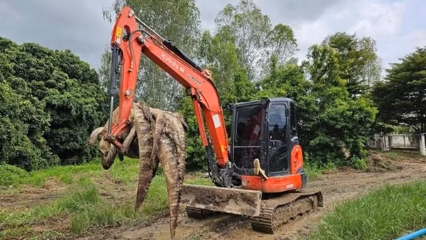 Làm thịt 125 con cá sấu để khỏi lo sổng chuồng trong bão