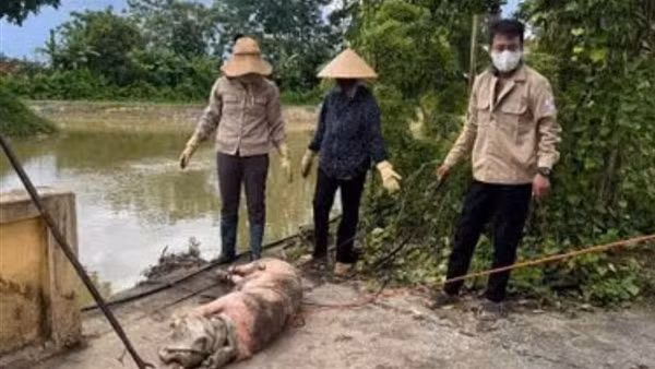 Tiềm ẩn nguy cơ lây lan dịch bệnh từ việc vứt xác lợn chết bừa bãi