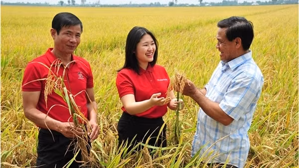 Agribank ký kết quy chế phối hợp triển khai cho vay liên kết lúa gạo, phát thải thấp vùng ĐBSCL