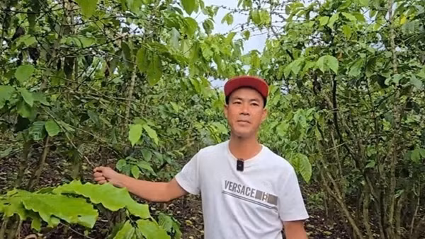 Sau bón phân, hơn 5,5ha cà phê rụng quả, chết cành bất thường