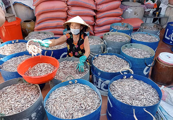 Khát vọng màu cánh gián -0