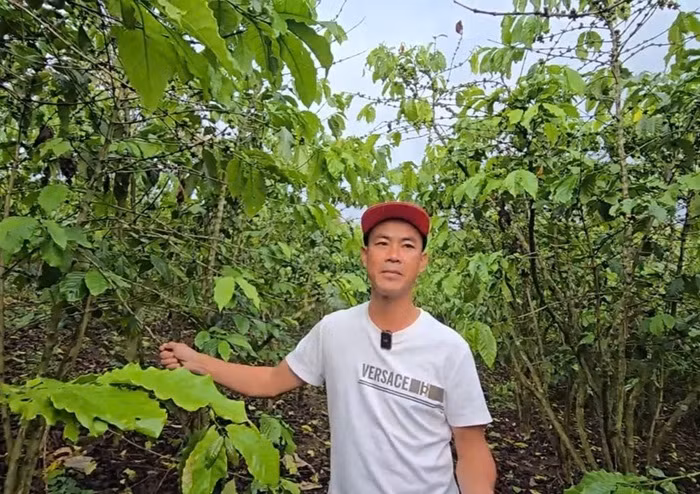 Sau bón phân, hơn 5,5ha cà phê rụng quả, chết cành bất thường -0