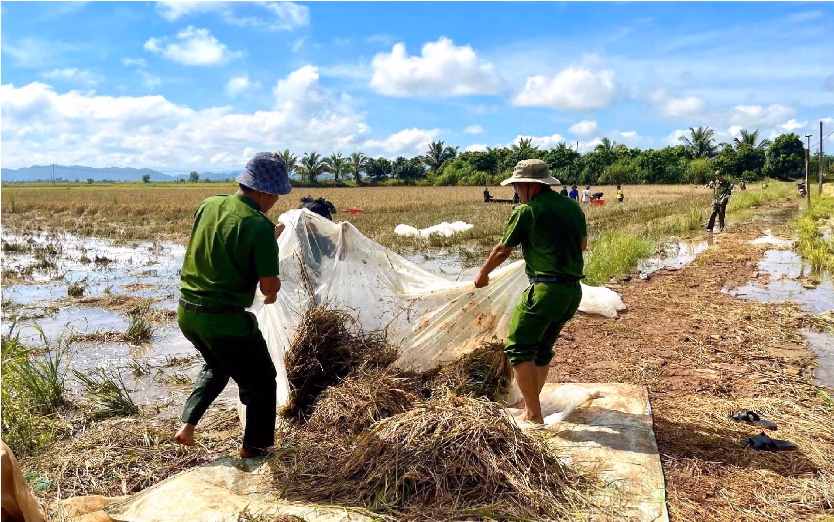 Công an giúp dân gặt lúa chạy lũ -0