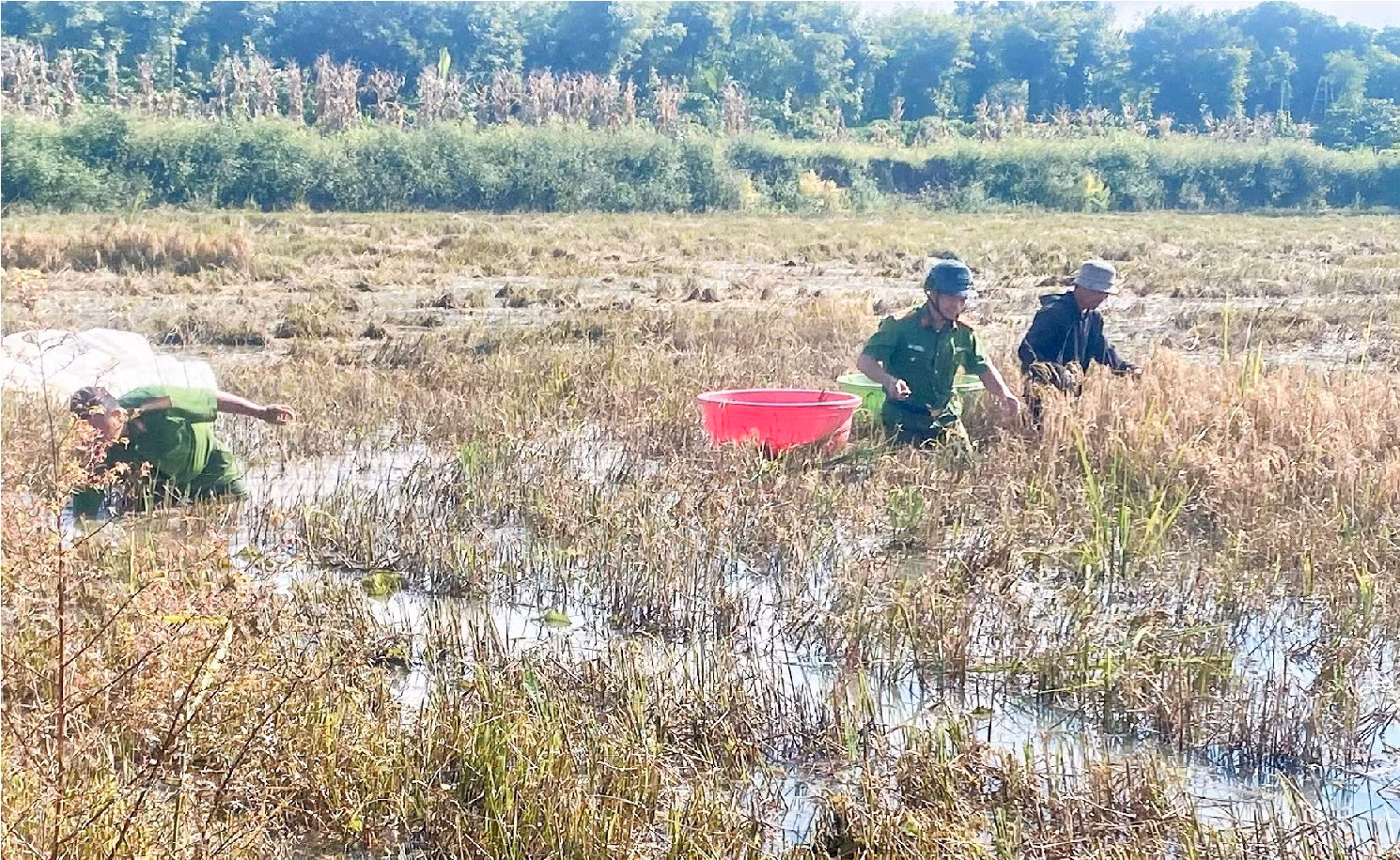 Công an giúp dân gặt lúa chạy lũ -0