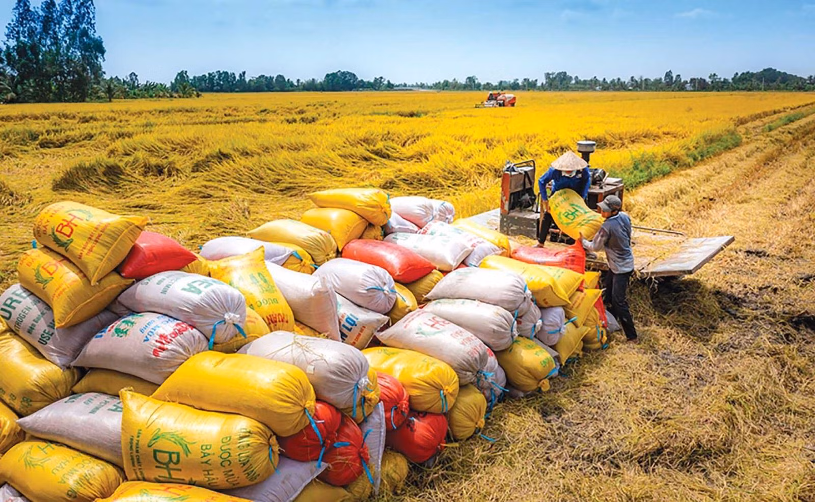 Philippines, Indonesia tạm ngừng nhập khẩu gạo: Nông dân không cần lo lắng về đầu ra của hạt lúa -0