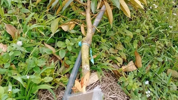 Điều tra vụ phá hoại vườn sầu riêng của người dân