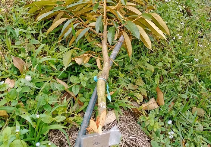 Khẩn trương điều tra vụ phá hoại vườn sầu riêng của người dân -0