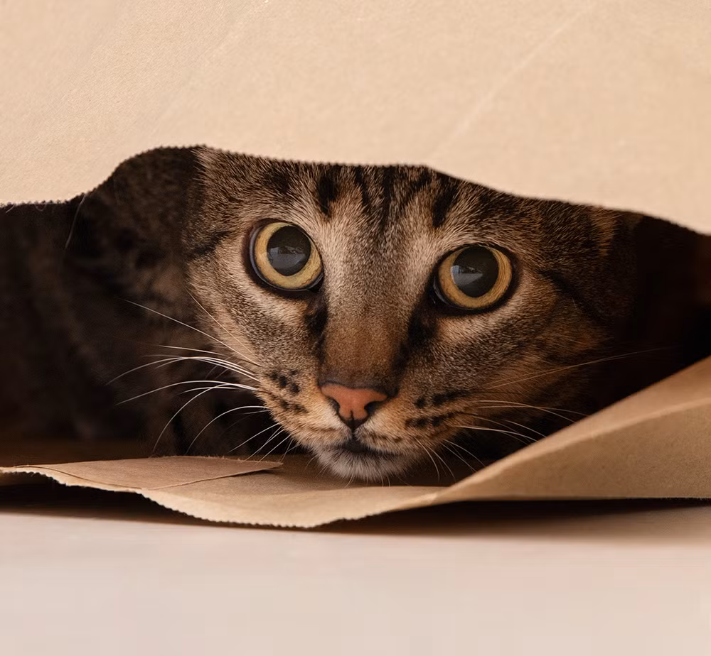 adorable-kitty-looking-like-it-want-hunt.jpg -0