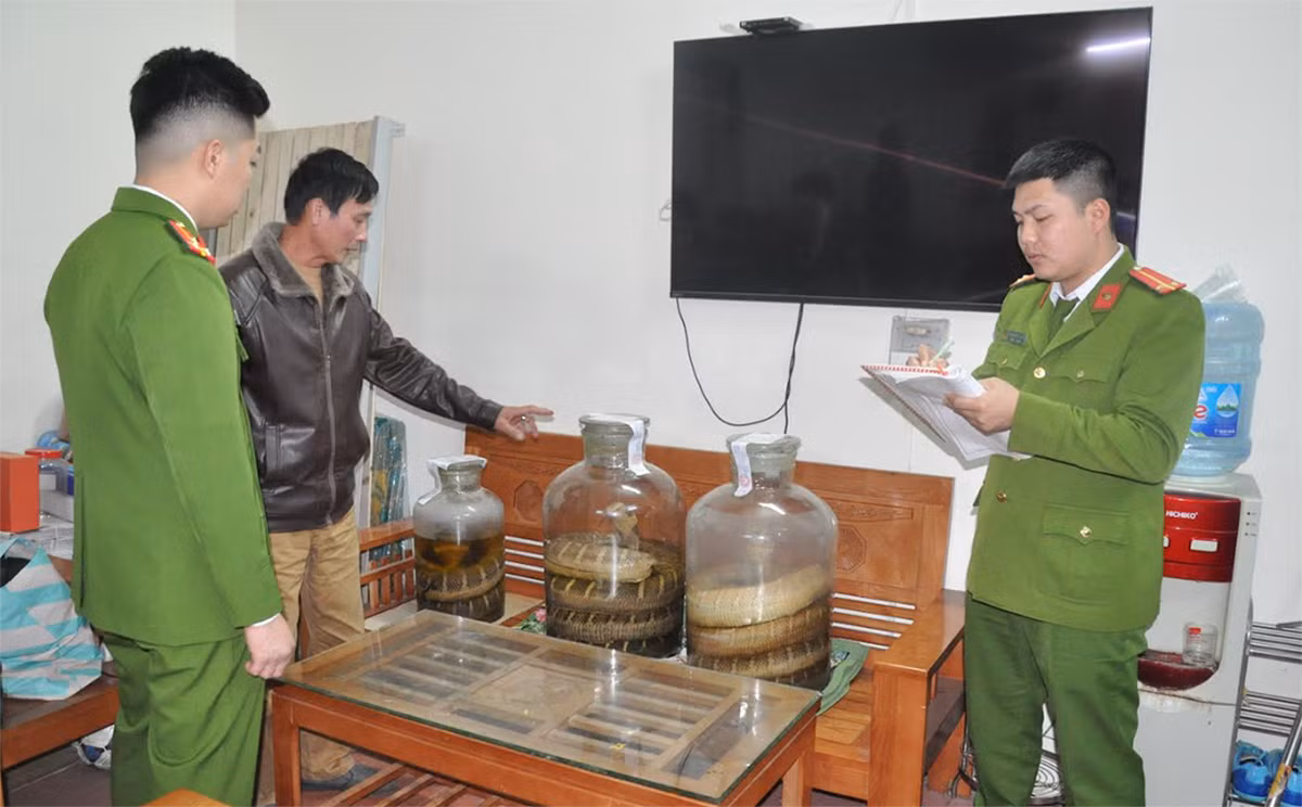 Phát hiện kho rượu ngâm rắn hổ chúa, kỳ đà -2