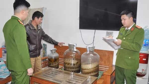 Phát hiện kho rượu ngâm rắn hổ chúa, kỳ đà