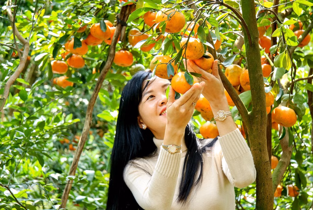 Đồng Tháp lần đầu tổ chức Lễ hội quýt hồng Lai Vung -0