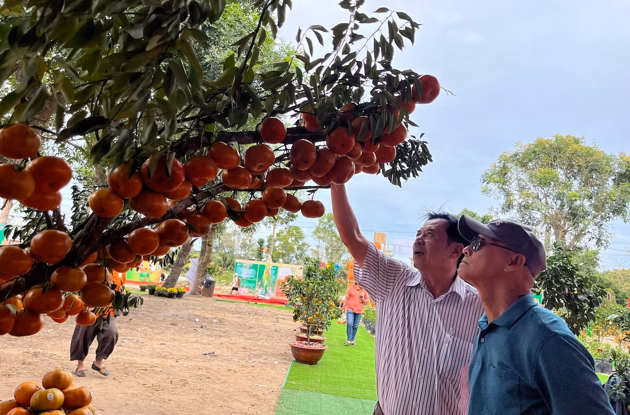 Đồng Tháp lần đầu tổ chức Lễ hội quýt hồng Lai Vung -0