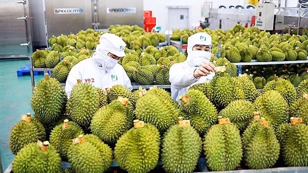 Sầu riêng xuất khẩu mạnh nhưng không nên tăng trưởng “quá nóng”