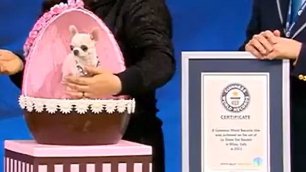 Chú chó có kích thước siêu nhỏ