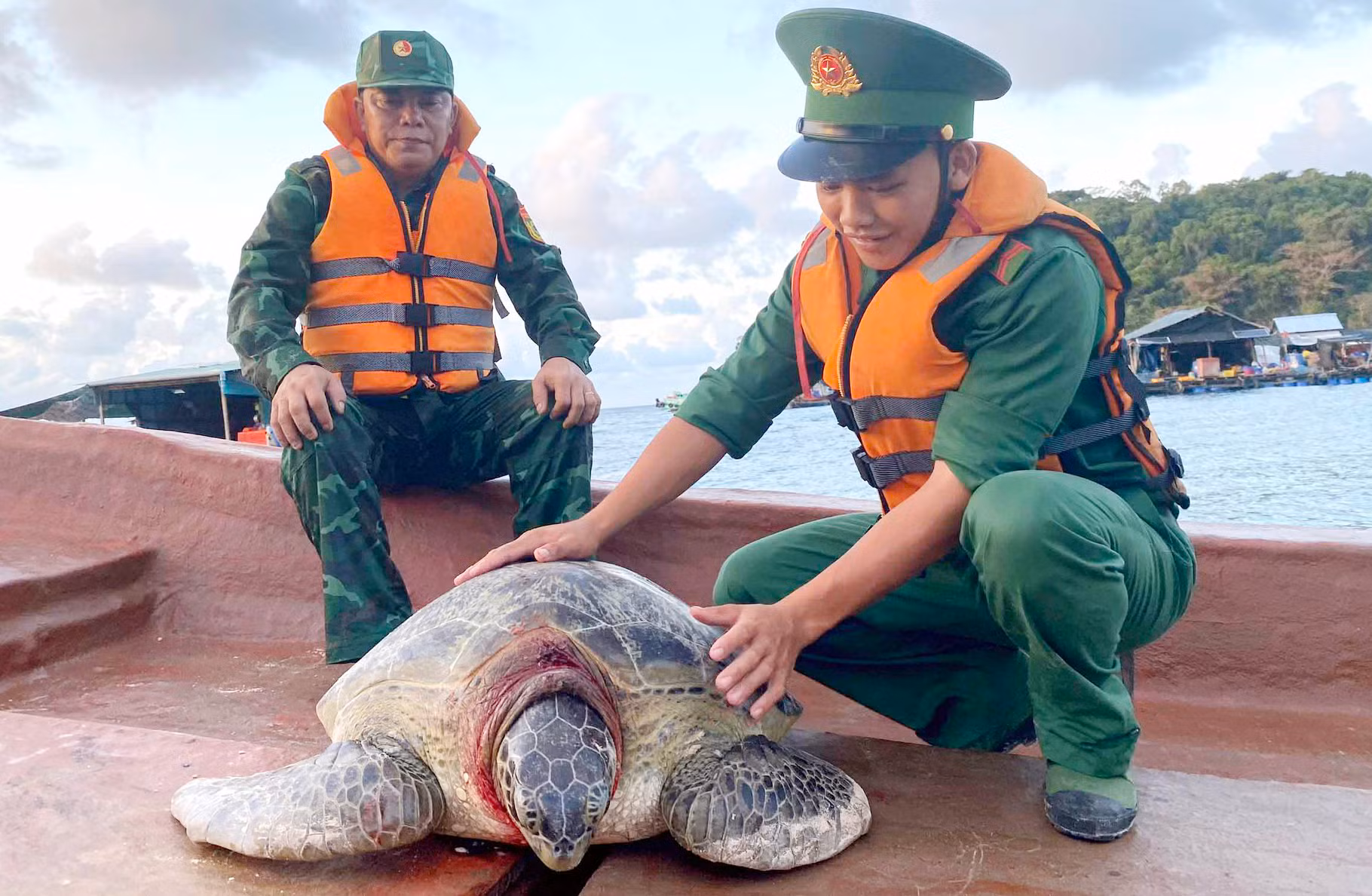 Thả cá thể rùa biển quý hiếm nặng 80kg về môi trường tự nhiên -0
