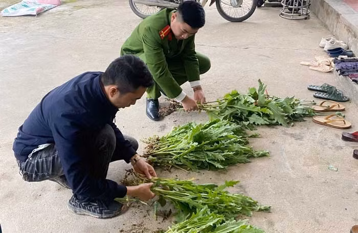 Phát hiện nhiều điểm trồng cây chứa chất ma túy -1