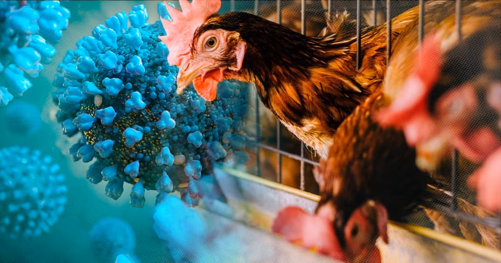 TP Hồ Chí Minh khẩn trương lên kế hoạch phòng, chống dịch cúm A (H5N1) -0