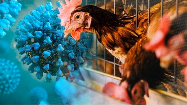 TP Hồ Chí Minh khẩn trương lên kế hoạch phòng, chống dịch cúm A (H5N1)