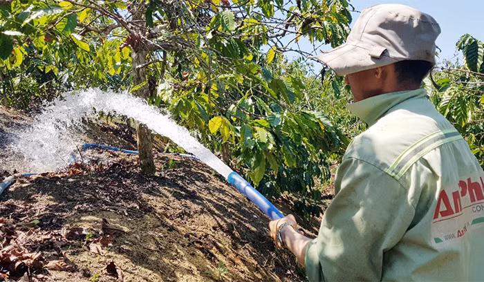 Nhiều triển vọng mùa cà phê tăng giá mạnh -0