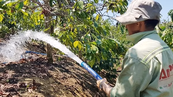 Nhiều triển vọng mùa cà phê tăng giá mạnh