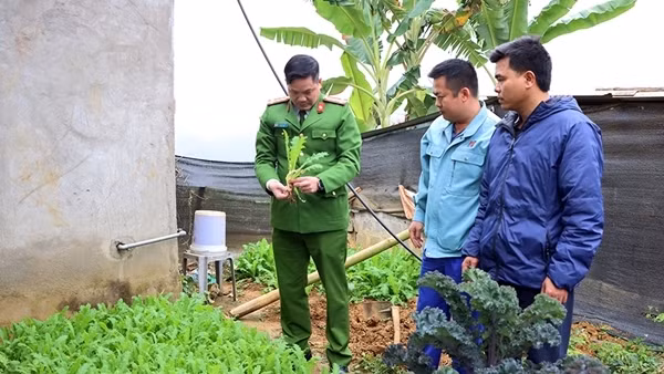 Mua giống cây thuốc phiện về gieo để lấy quả ngâm rượu