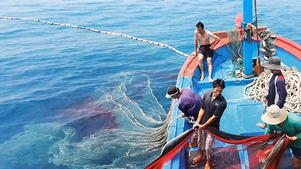 Gỡ thẻ vàng thuỷ sản: 180 ngày hành động trước khi EC vào thanh tra lần 4