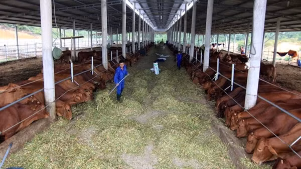 Được thuê đất nông nghiệp dài hạn, nông dân yên tâm đầu tư