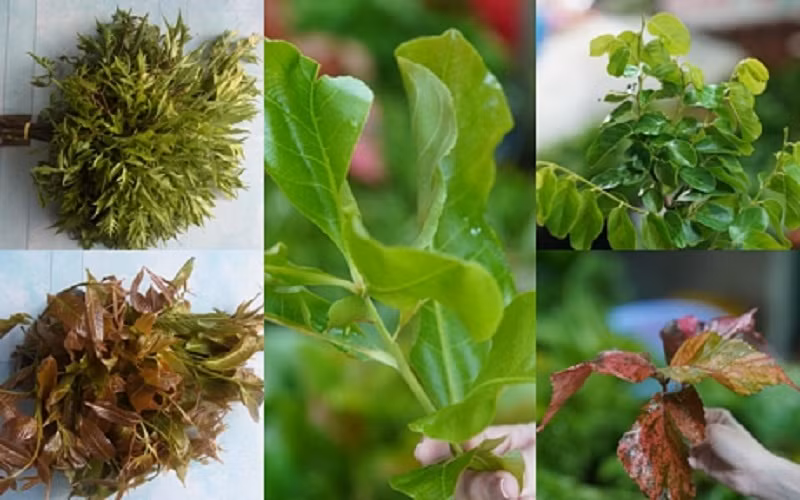 Sức hút từ “thế giới” rau rừng Núi Cấm -0